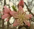 IMG_8798PeachBlossoms (Medium)